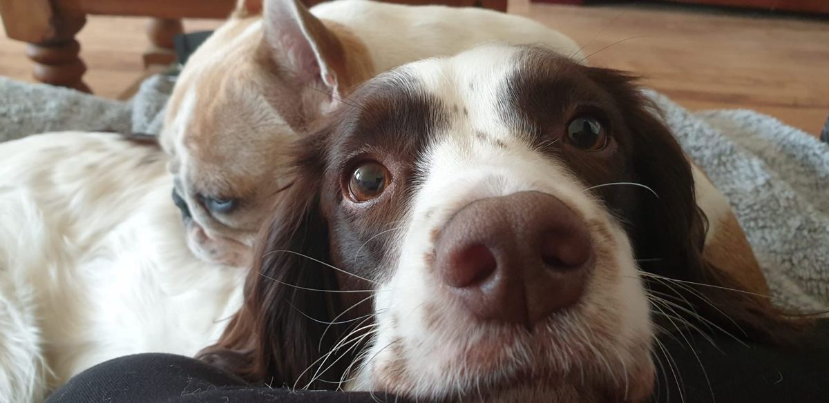 A springer spaniel and a French bulldog dozing indoors after their walk